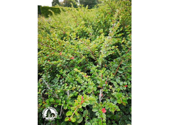 Cotoneaster horizontalis